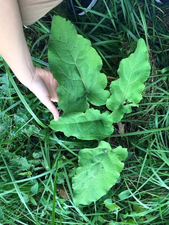 Students identifying and sorting edible wild plants as part of a foraging certification course.