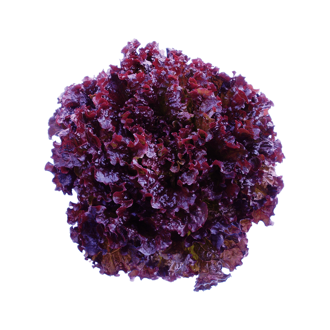 alface-crespa-roxa-rouge