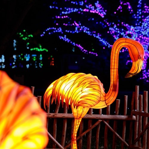 אורות גן החיות של מיאמי