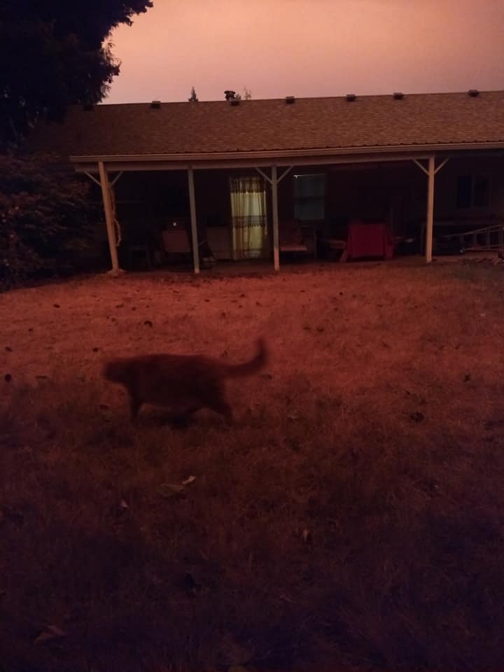 A cat scurries across a backyard.