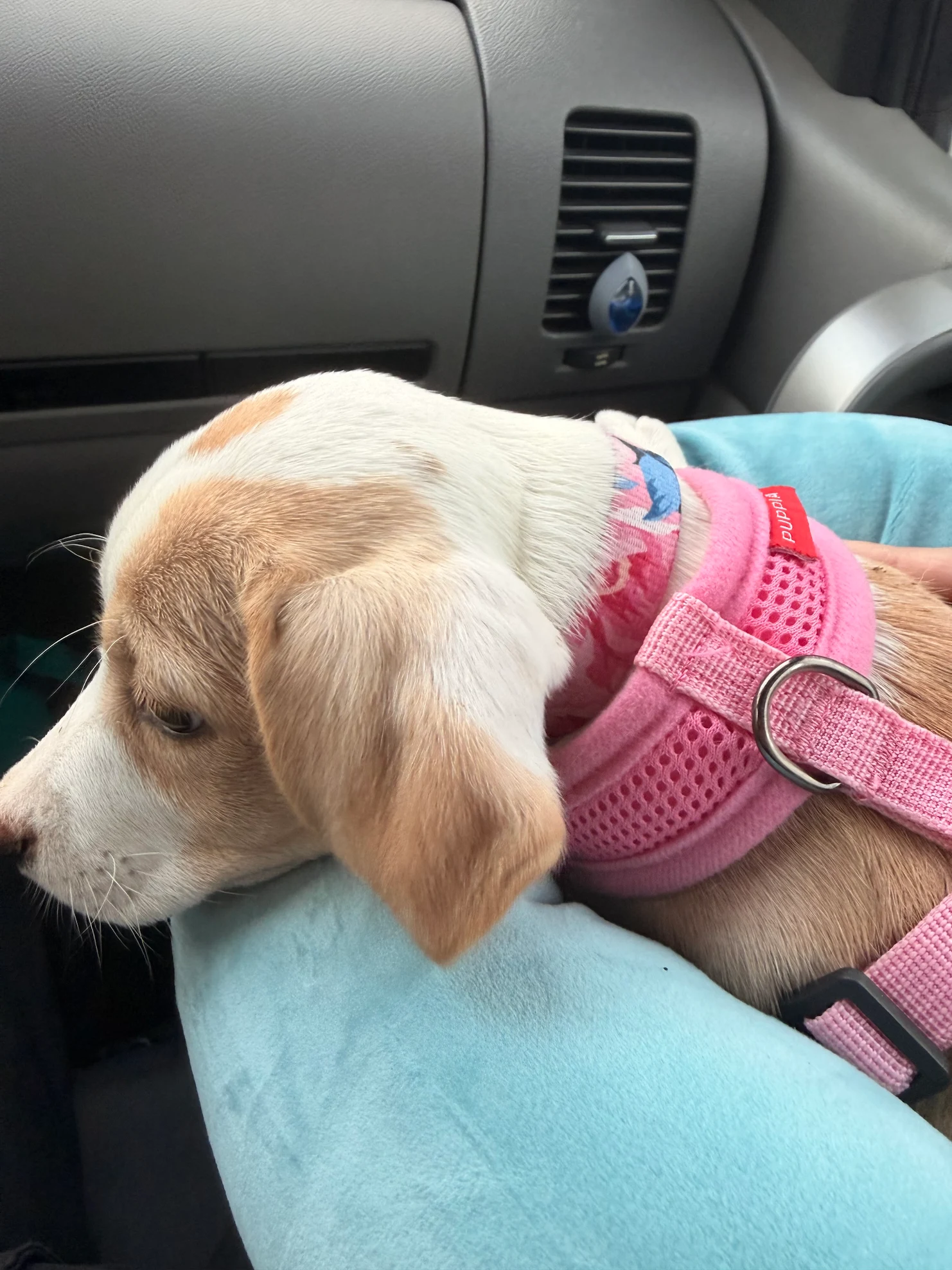 A sleepy puppy with a light brown and white coat resting in a car seat, wearing a pink harness.