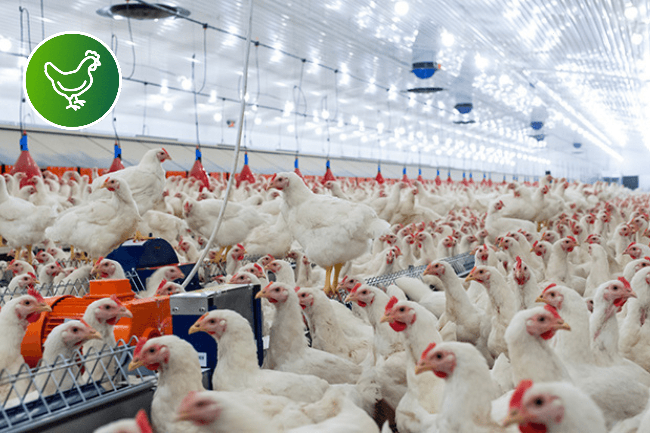 Densely packed chickens in a commercial barn