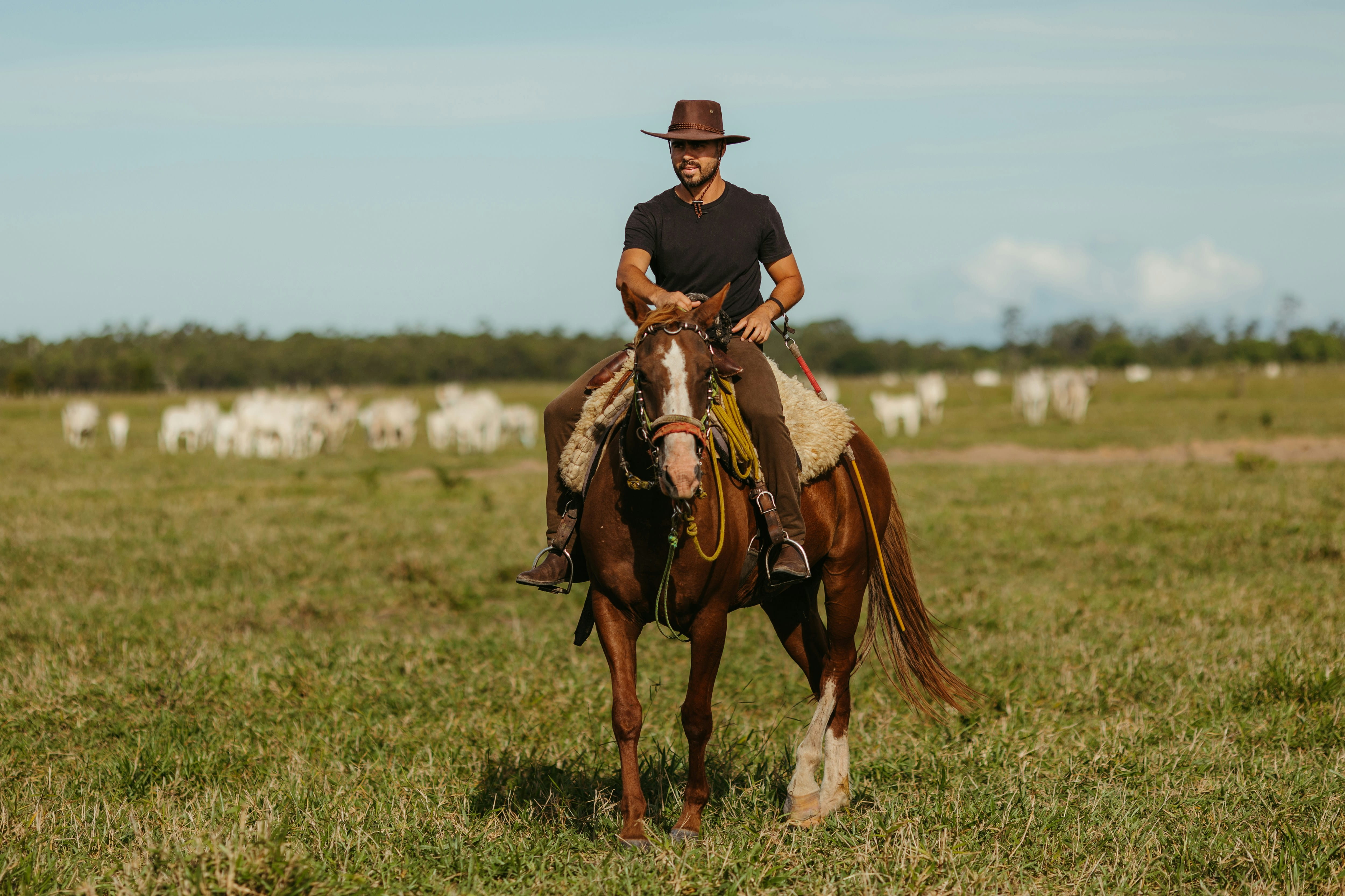 Stable Grazer resource thumbnail