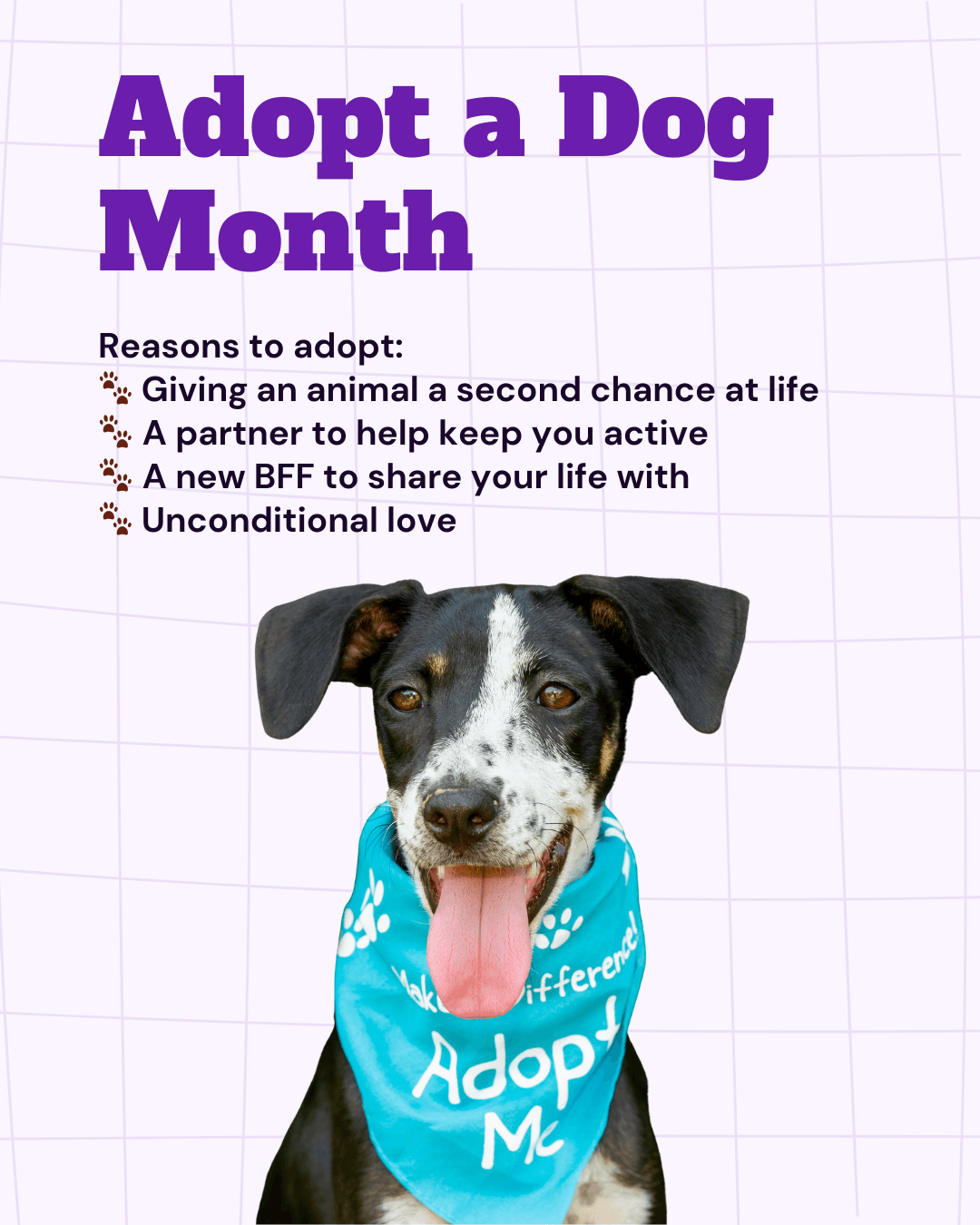 Adopt a Dog Month