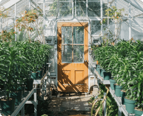 Indoor plants