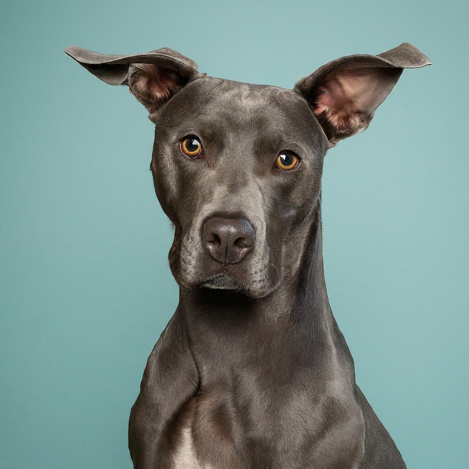 BUDDYUNO, Blue Lacy