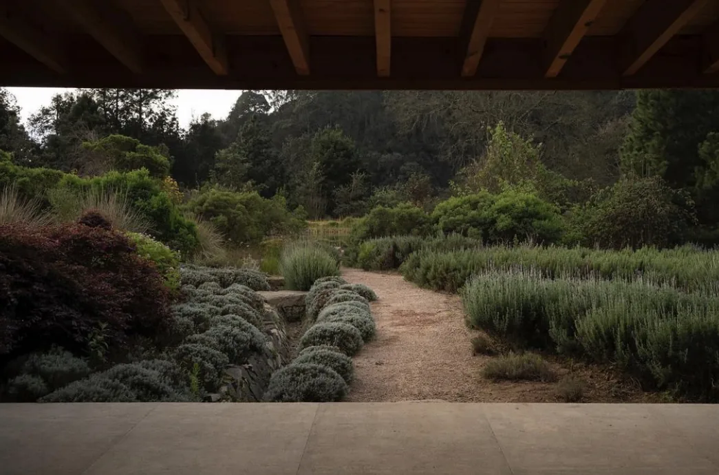 Detalle del jardín de Casa O con vegetación nativa