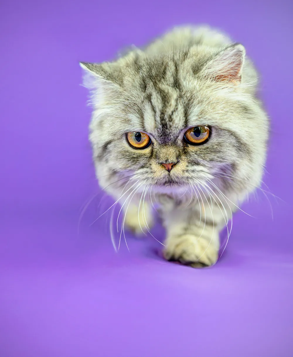 Grey Persian cat walking towards the camera on a lilac backdrop