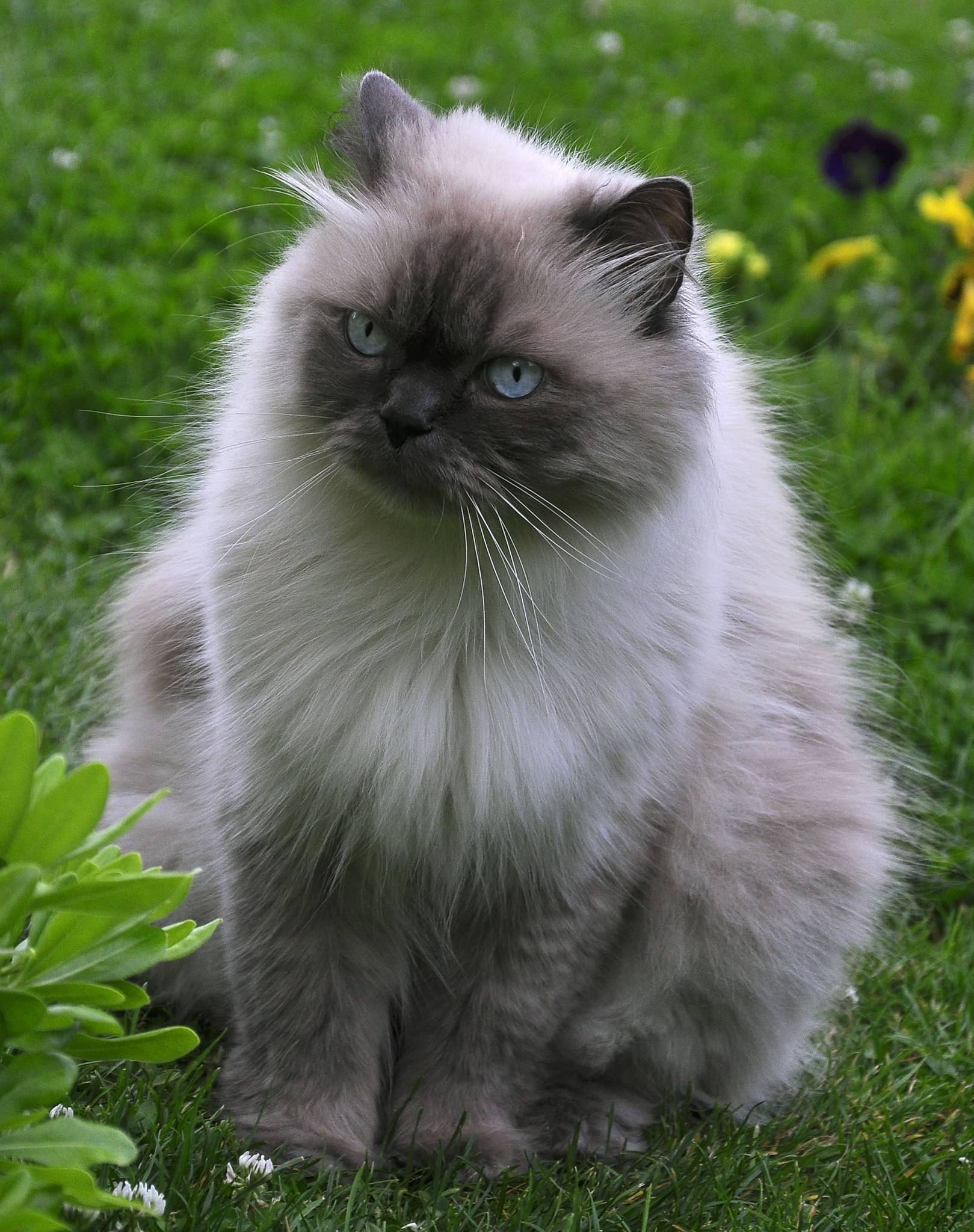 Himalayan Cat Temperament and Lifestyle Fit