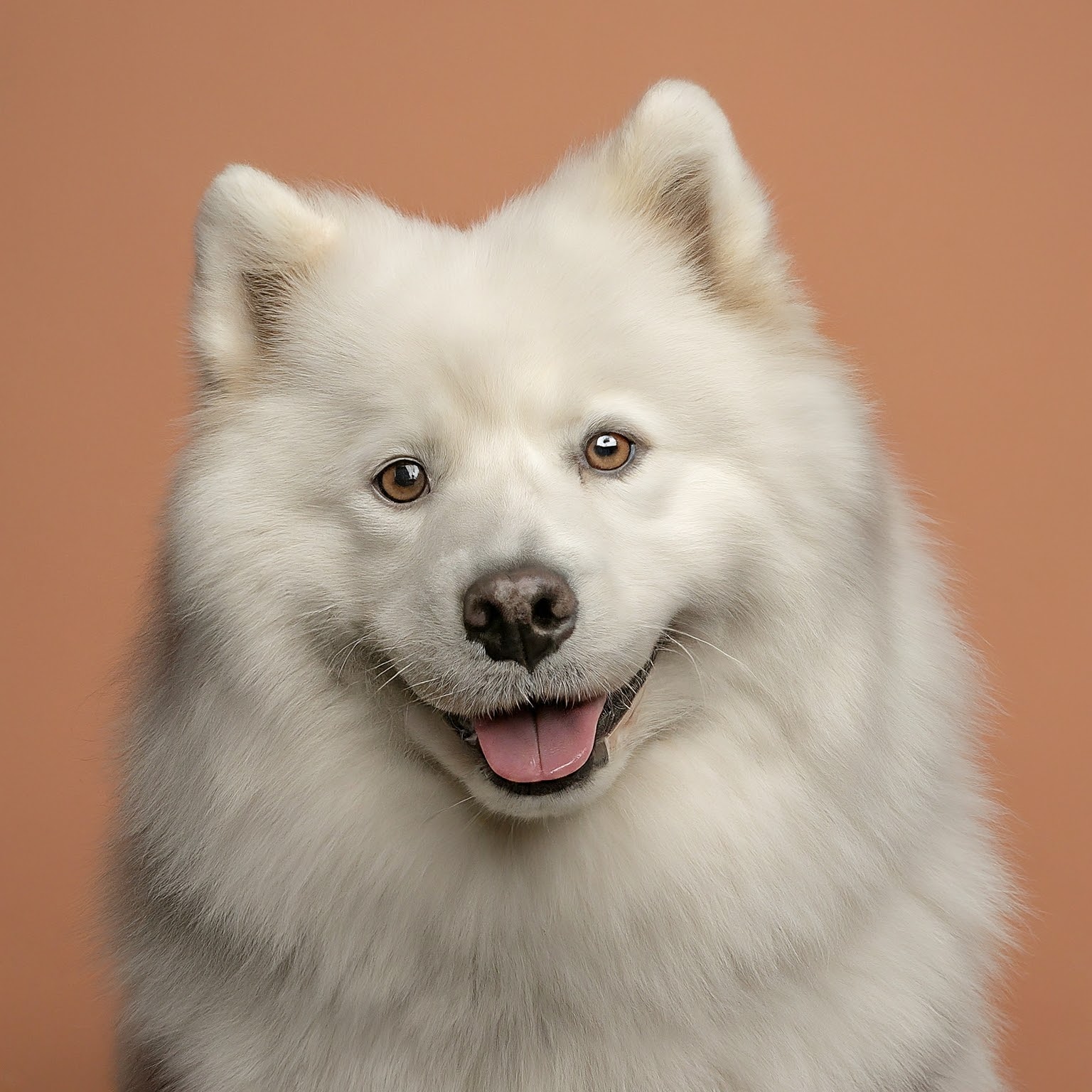 BUDDYUNO, Samoyed