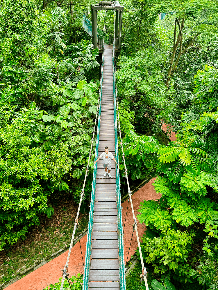 Jungle bridge