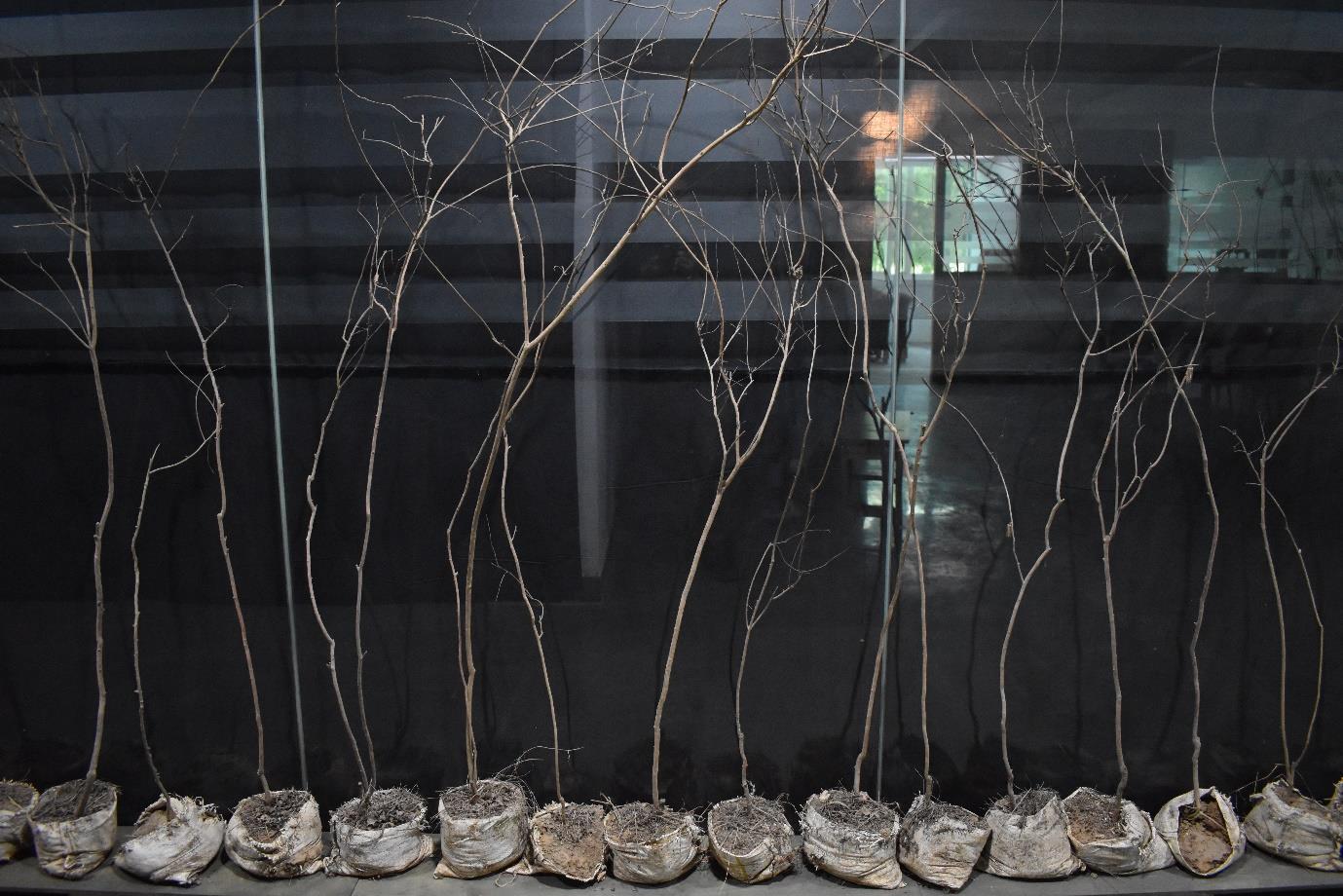 herd of sheep on road painting