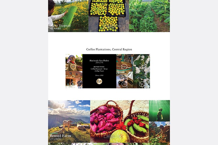 A collage of images showcases coffee plantations in the Central Region of Honduras. The central image displays a black box labeled “Hacienda San Pedro JAVITURA,” with smaller text below reading “Coffee Plantations, Central Region.” Surrounding this central image are smaller photos depicting various coffee plants, including green and yellow varieties, alongside images of children engaged in farming activities. The bottom row includes images of cows, baskets of produce, and children working in fields.