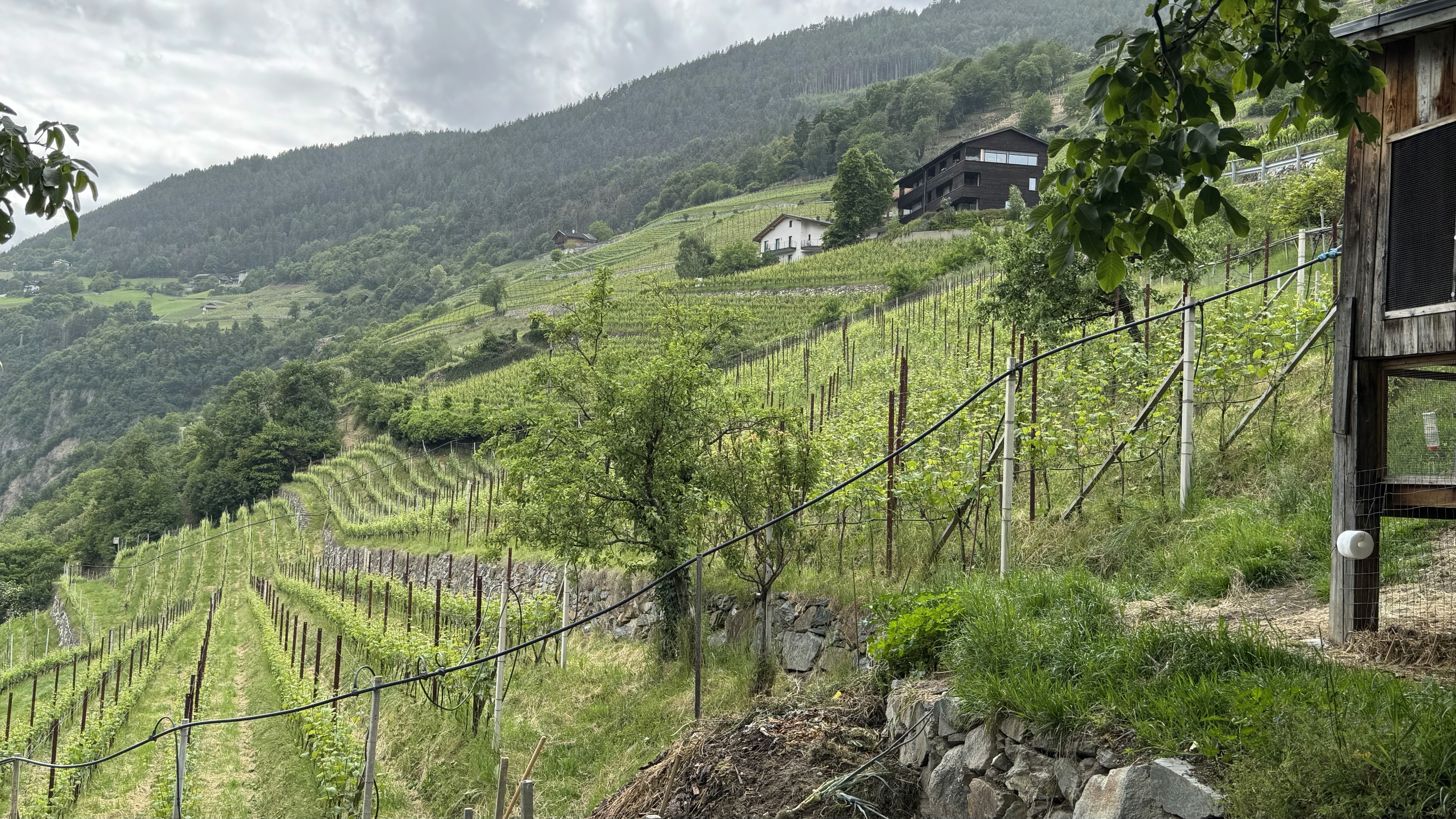 Terraced vineyards and stone farmhouses dating back centuries overlooking the Eisack River far below.