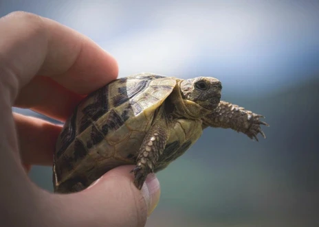 owner holding a small turtle