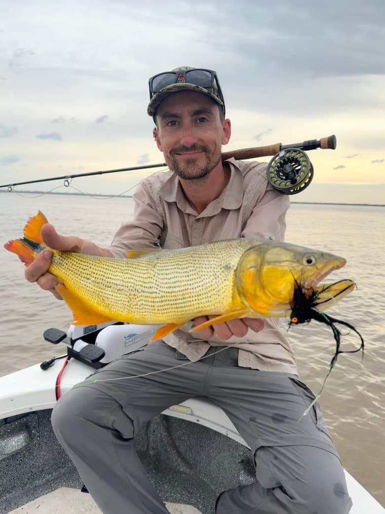 Aggressive Golden Dorado striking a surface fly during a fishing trip in Buenos Aires