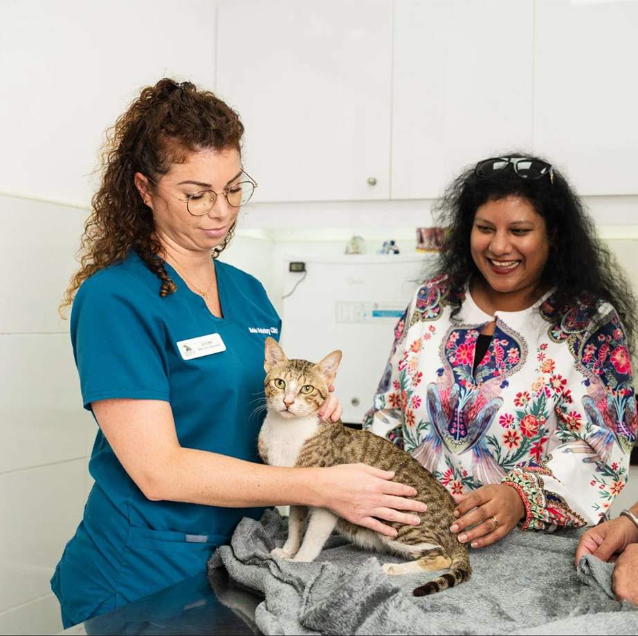 A pet owner adopts and takes her new cat to our vet clinic for a check-up