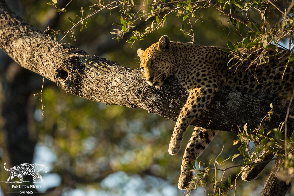 Best places in Africa to Photography Leopards | Panthera Photo Safaris