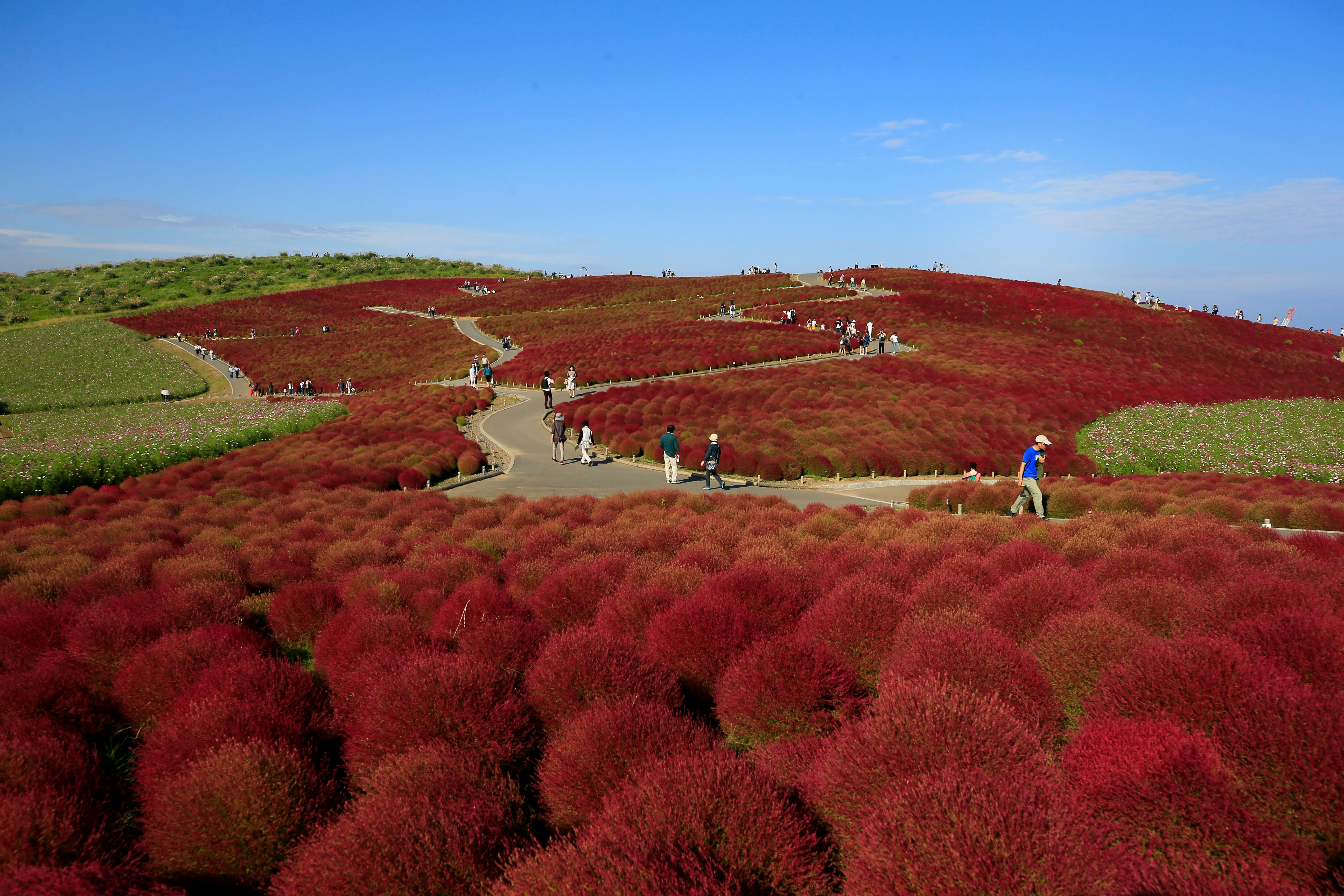 hitachi seaside park