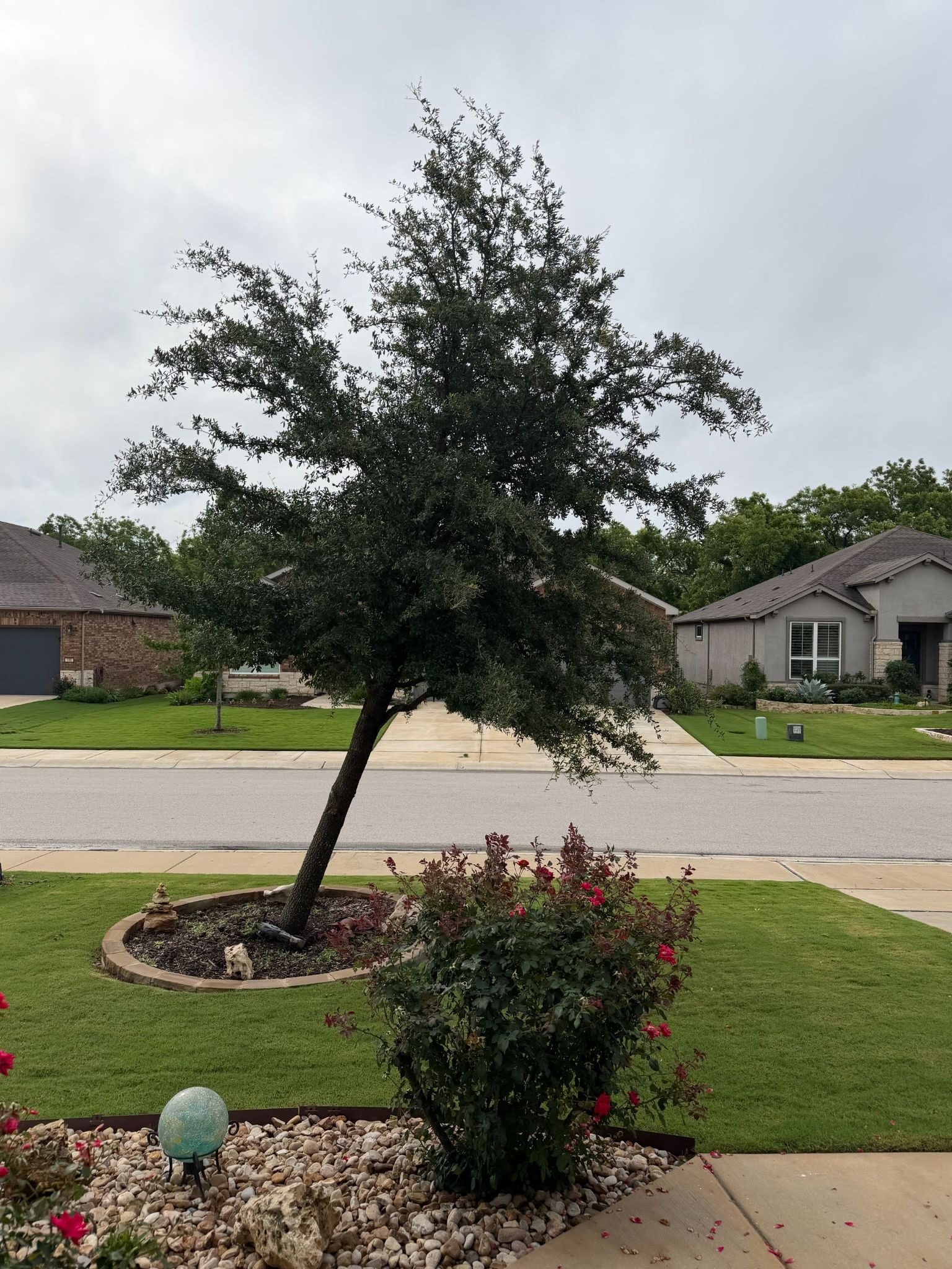 Mature tree leaning in the front yard after a storm