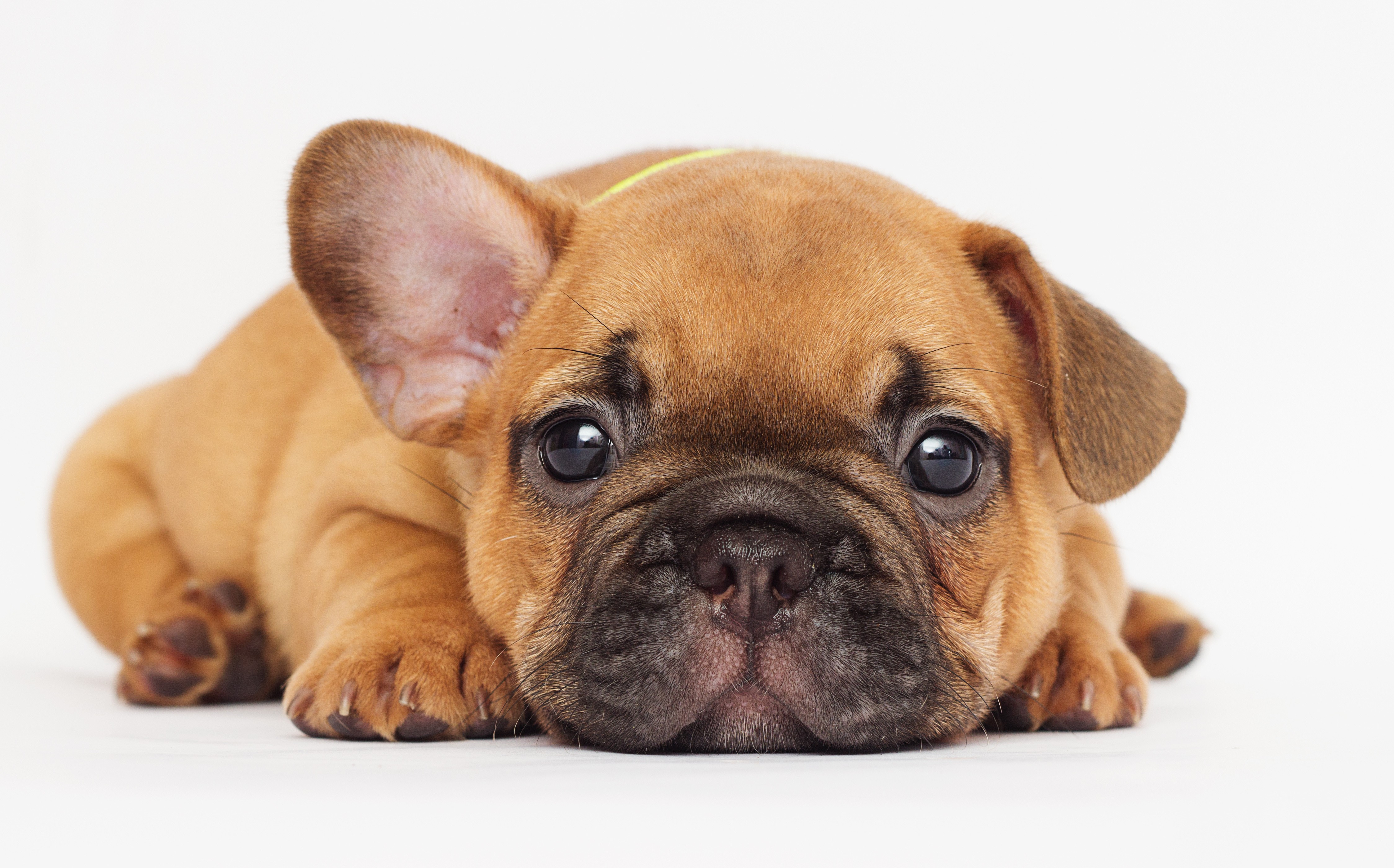 A Puppy French Bulldog from Clearwater French Bulldogs posing for a pre-adoption photo