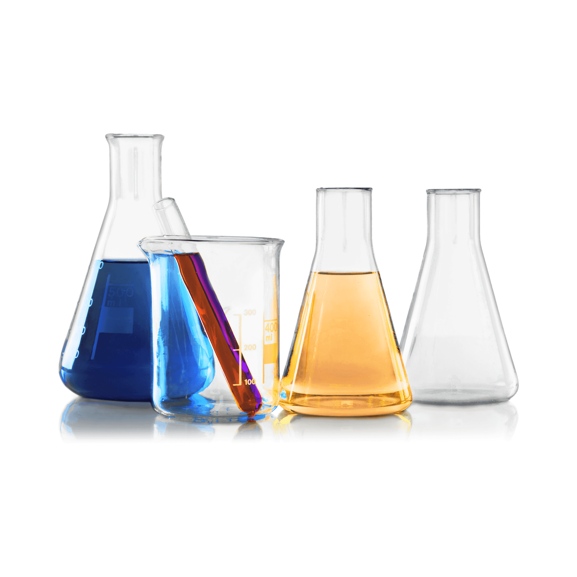 biology of connection