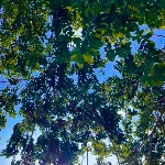 green leaves on a tree in summer