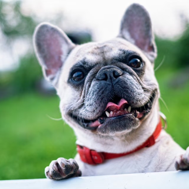 A happy French Bulldog wearing a red collar peers over a white surface with mouth open, set against a blurred green garden background.