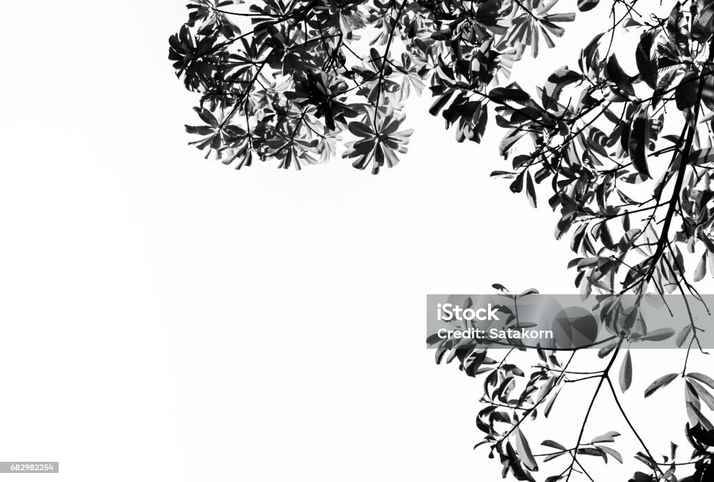 BG Image