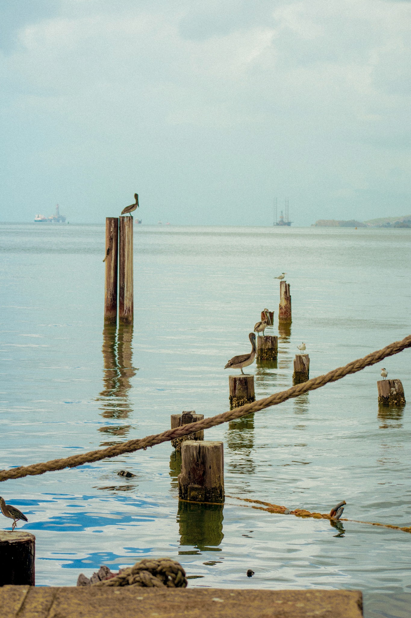 Pelicans perched by the water in port