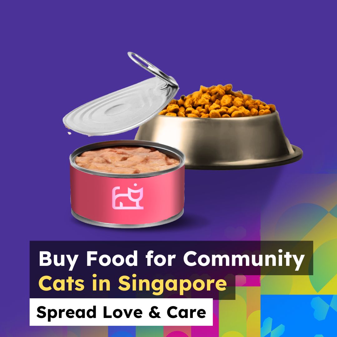 Photo inspiration: Visual Reference: Top Cat Charities And Organizations Supporting Feline Welfare In Singapore