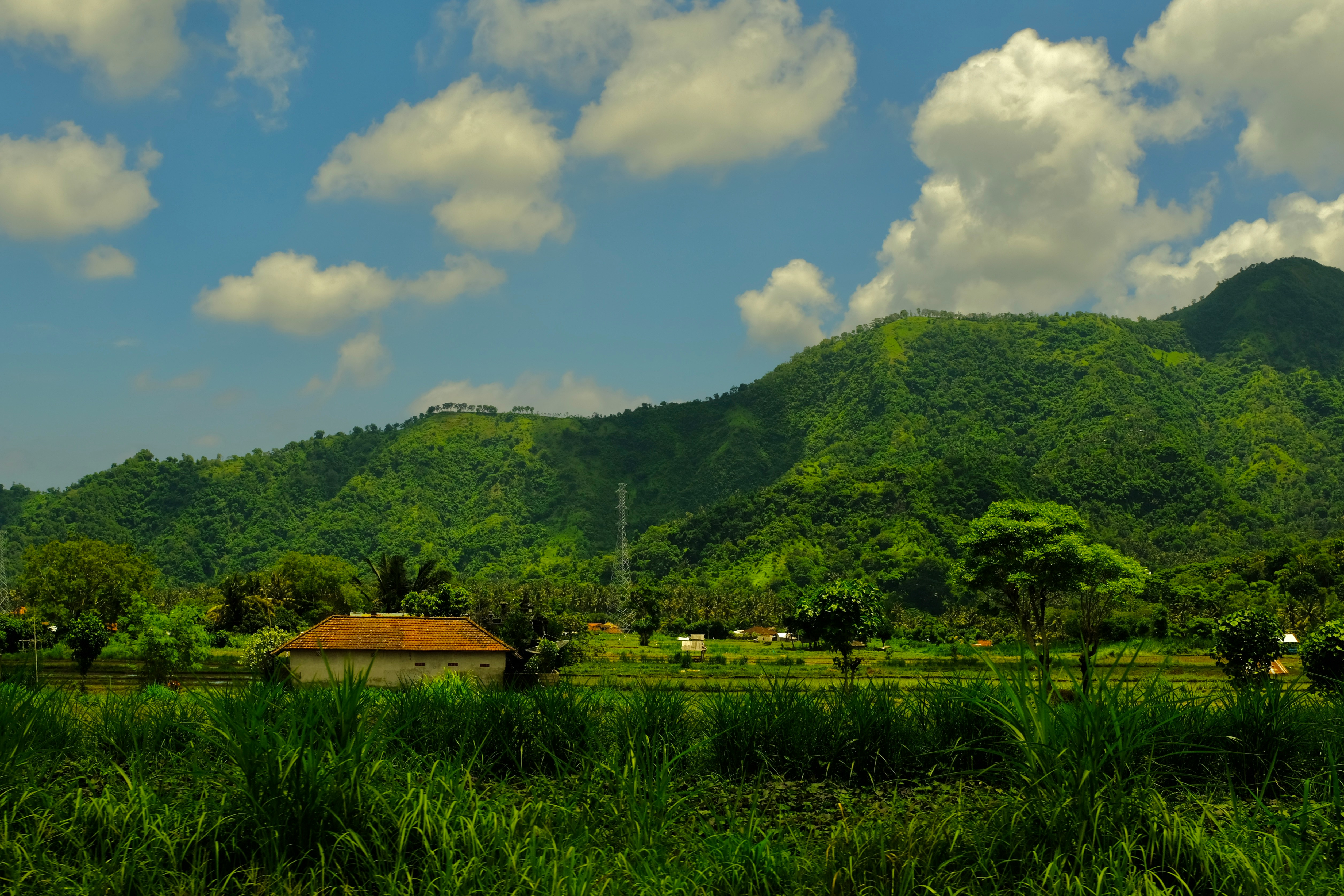 a lush green field with a mountain in the background