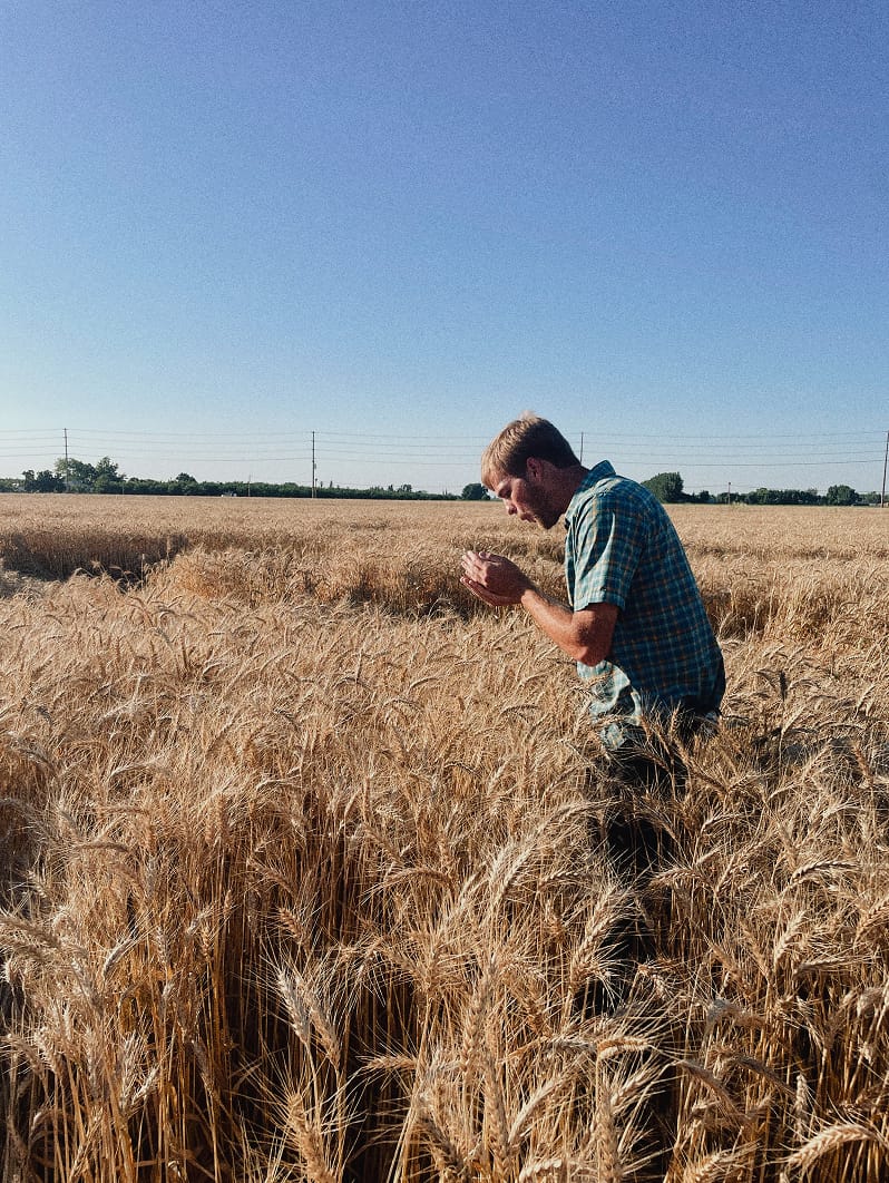 Farmer Kris in the wheat field