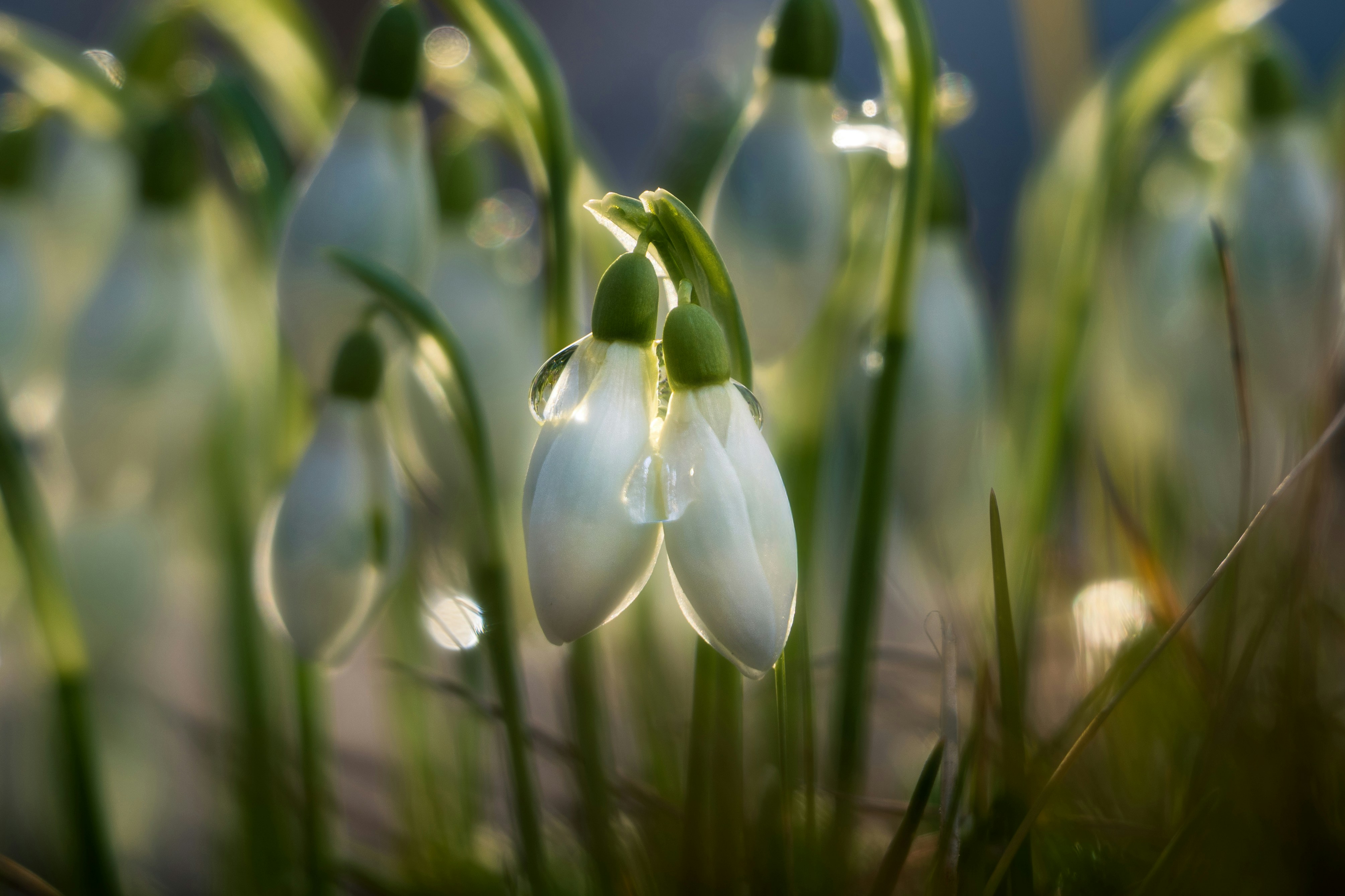 Delicate snowdrops with water droplets in sunlight