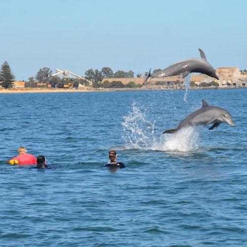 Заводите новых друзей с дружелюбными дельфинами Бенбери.