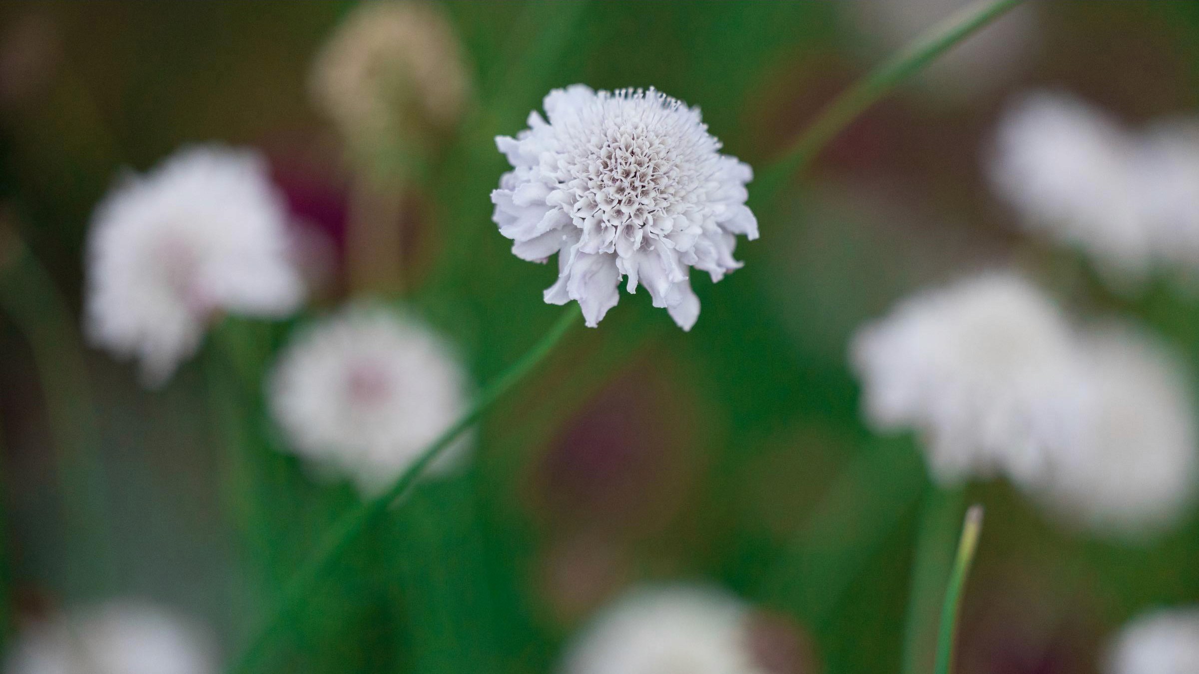 Small White Scabiosa, also known as “Pincushion Flowers”