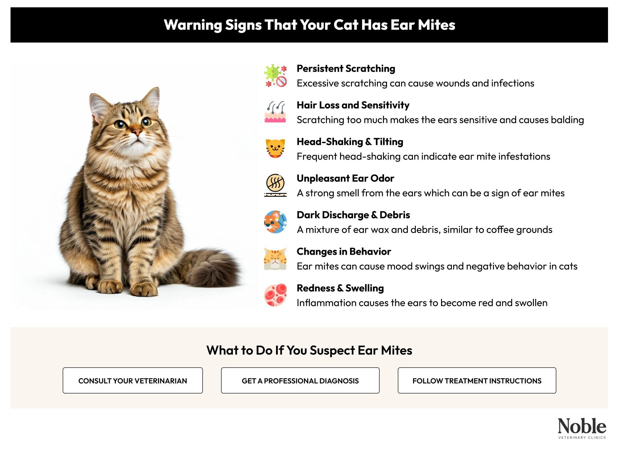 An infographic showing the signs of ear mites in cats and what you must do