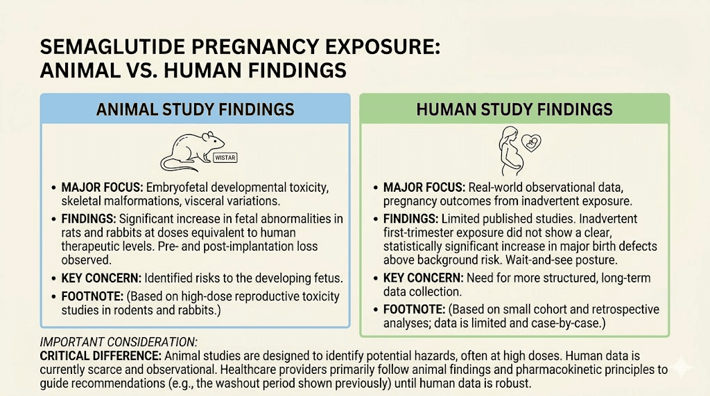 Semaglutide pregnancy research animal versus human study comparison