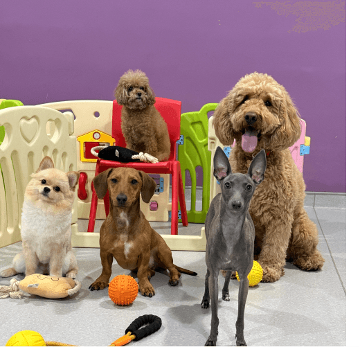 Best Dog Boarding pawstreet