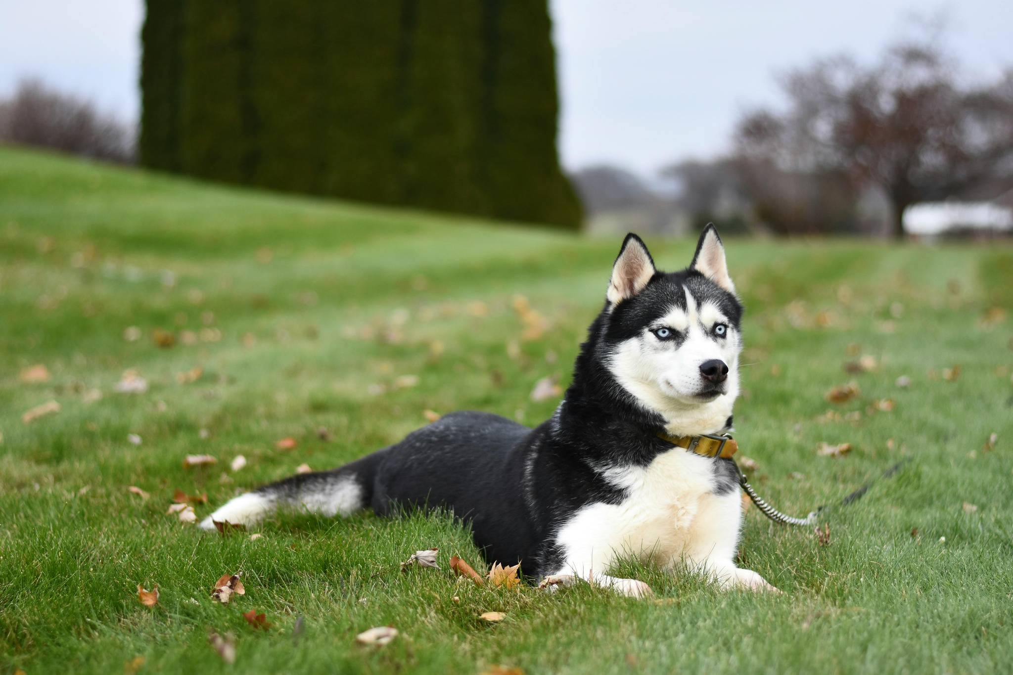 Siberian Husky Distinct Habits