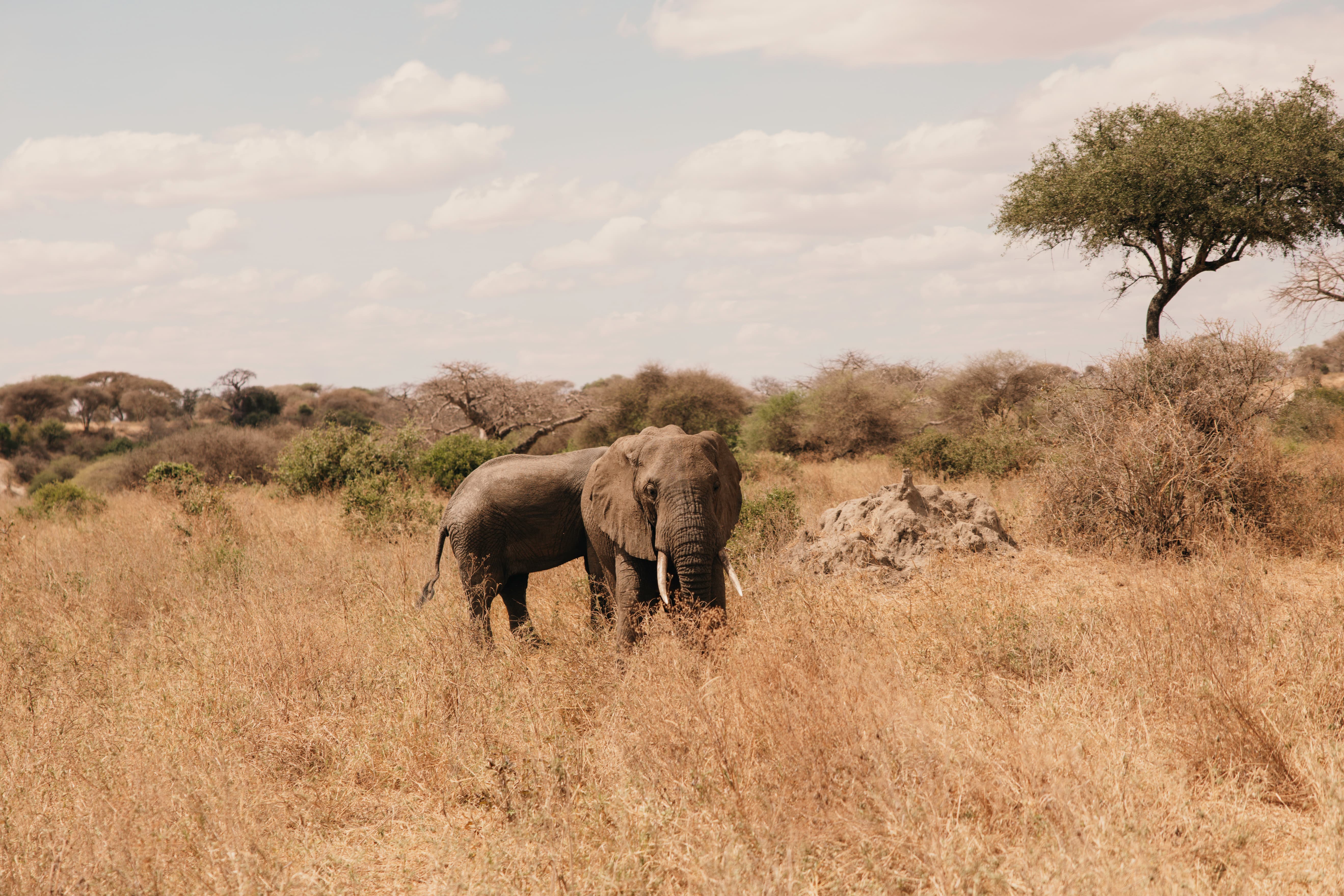 Tarangire elephant herd among baobab trees during a two-day safari extension after Kilimanjaro.