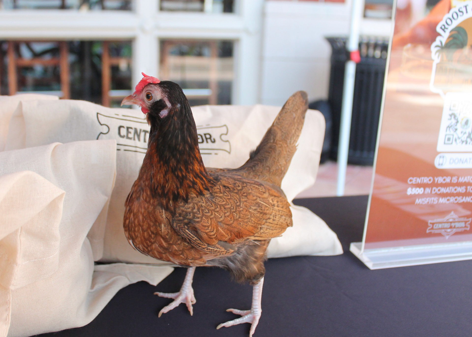 Rooster On Table