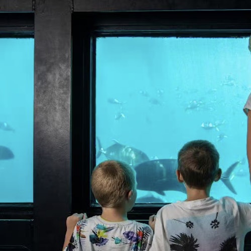兩個小孩站在水族館的窗前,觀看大型魚類和較小的海洋生物在藍色水中游泳。