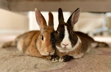 2 bunnies under the bed