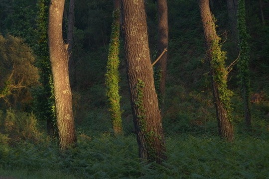 Pine Forest