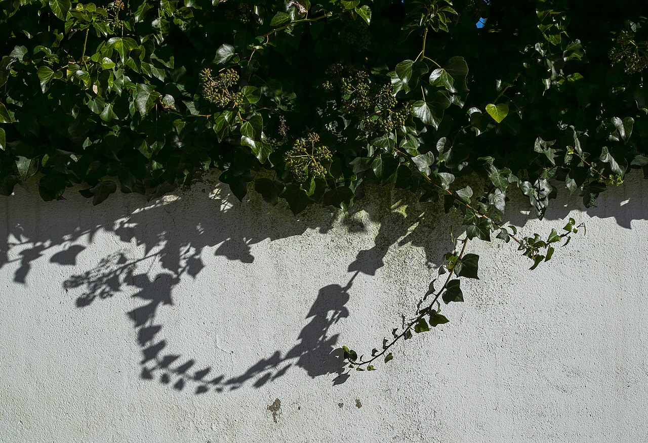 Lierre commun sur un mur au Portugal. Hedera helix.