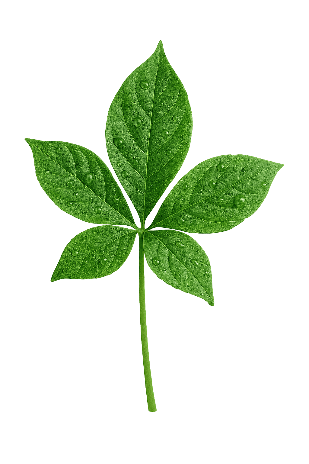 Leaf