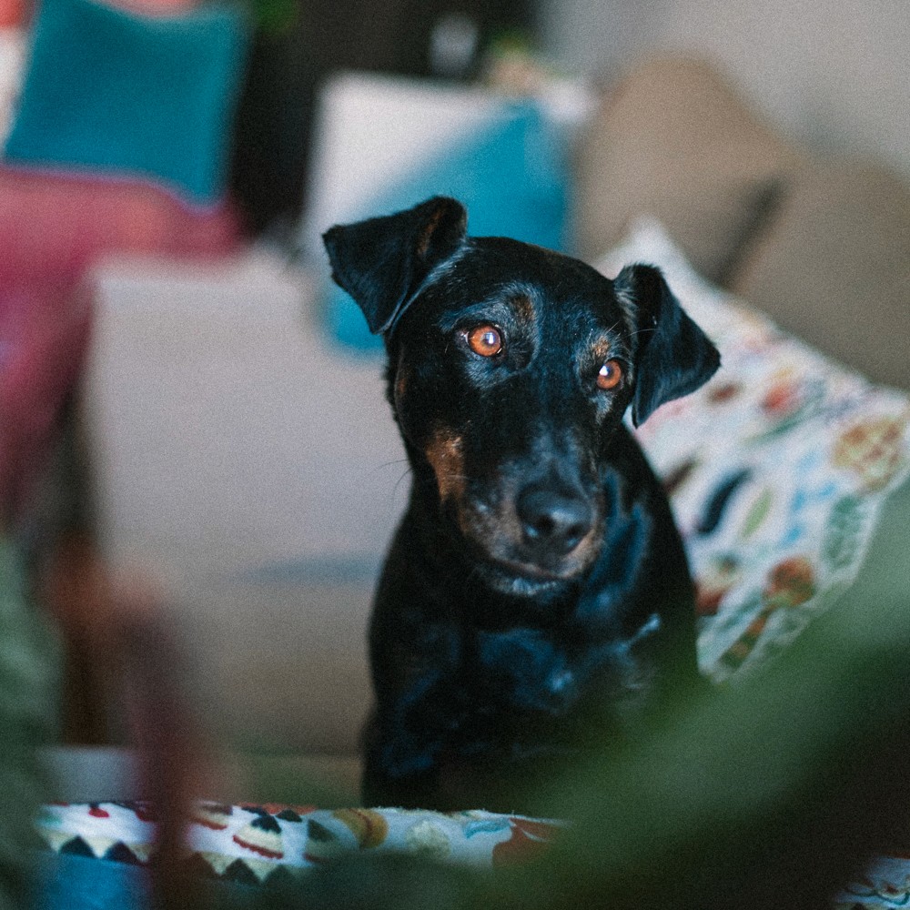 A small black dog with a curious expression sits among colorful cushions in a cozy living room setting.