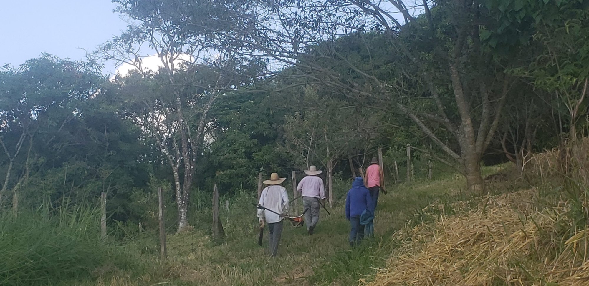 Grupo de trabalhadores caminha em área de plantio na borda da mata ao entardecer