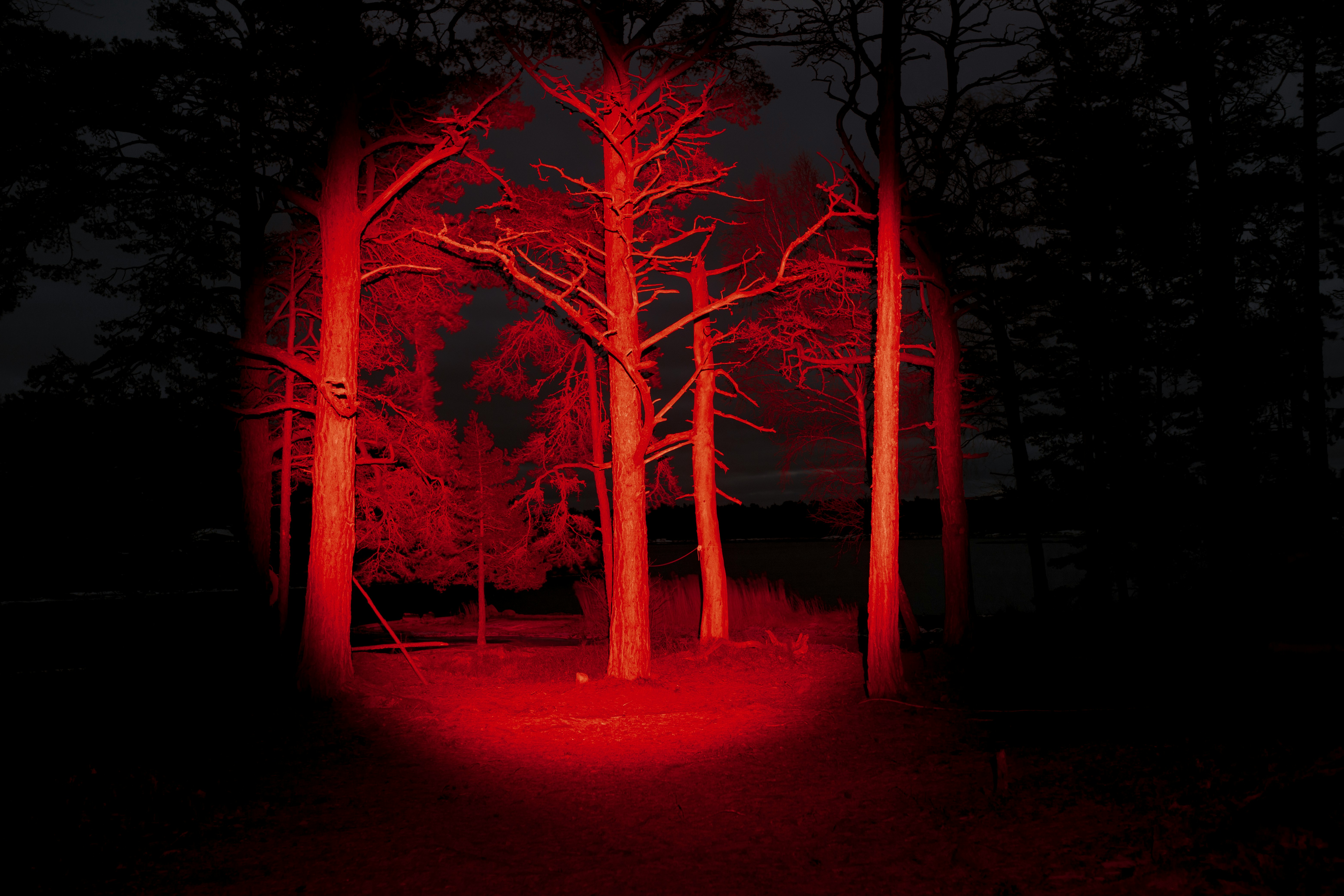 Bare trees illuminated by red light in dark forest